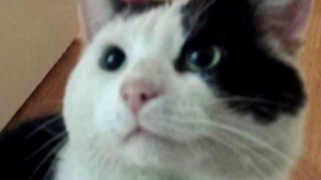 Семья обнаружила на пороге настойчивого уличного кота смотреть онлайн