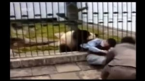Панда кусает человека в зоопарке | Panda bites man at the zoo