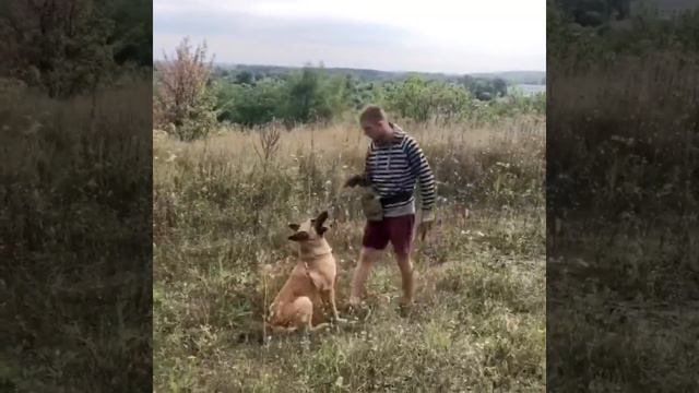 Занятие с метисом Бельгийской и Канадской овчарки смотреть онлайн