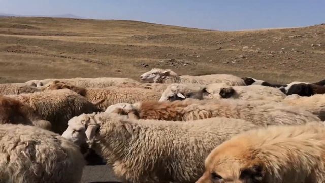 Армения 2020. Ереван. Крылья Татева смотреть онлайн