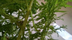 Selaginella kraussiana [ English ]