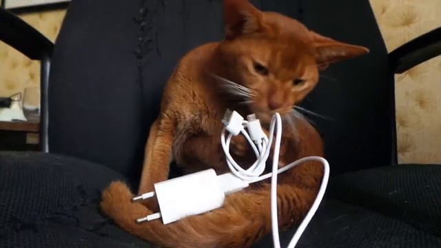 Степа смотреть онлайн