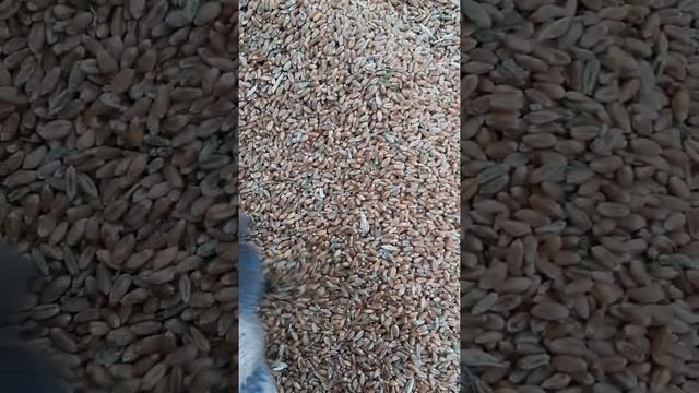 рекордный уражаи пшеницы-2 в Казахстане 2021 год смотреть онлайн