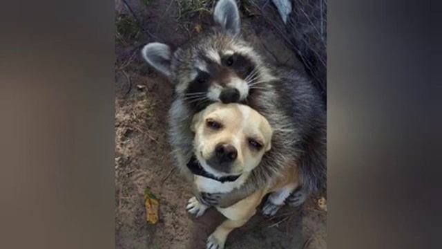 Un Pretendiente Más Improbable | Naruto x Fate | Naruto FanFic Crossover | Capitulo 1 y 2 смотреть онлайн