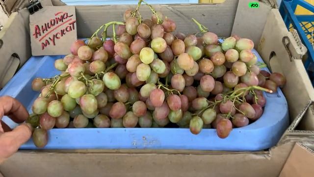 Ранние лучшие сорта винограда на прилавке!.ч-2:Выставка-Продажа красивых и вкусных сортов. смотреть онлайн
