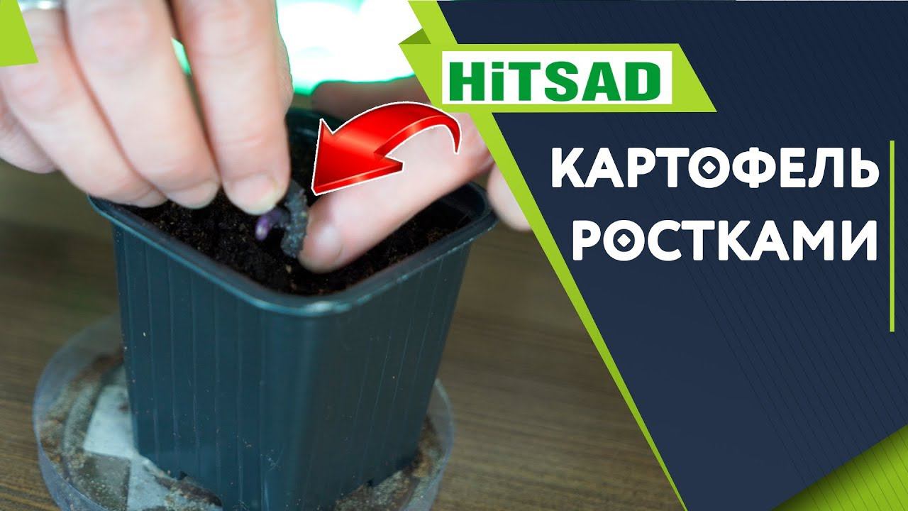 ПОСАДИТЕ ТАК КАРТОФЕЛЬ ДЛЯ СУПЕР УРОЖАЯ ✔️ КАРТОФЕЛЬ РОСТКАМИ