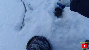 Оставил жерлицы на ночь. Приятный бонус.