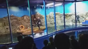 шоу тюленей в океанариуме в СПБ