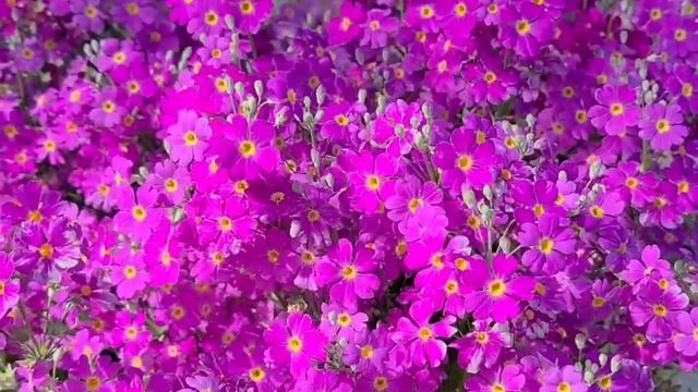 Primrose Flowers | Colorful Spring Primrose Flowers #flowers #primrose смотреть онлайн