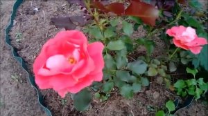 Когда сажать розы в Подмосковье: весной или осенью? Личный опыт