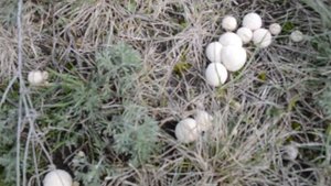 Необычные грибы Грибы похожи на белые шарики