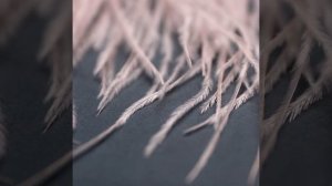 Пёрышки страусиные на ленте для декора и создания украшений своими руками. Перья страуса на тесьме