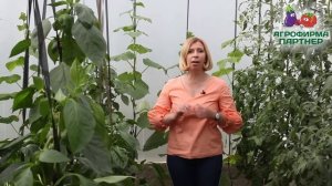 ПОЧЕМУ ЖЕЛТЕЮТ ОГУРЦЫ И ЧТО ДЕЛАТЬ?