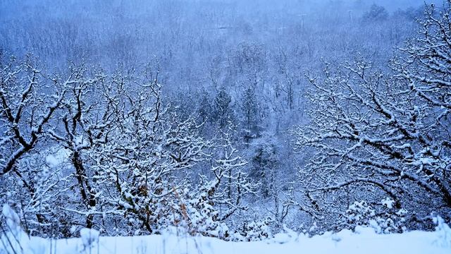 4K. Красивый снегопад в лесу. Успокаивающая музыка со звуками природы и снежной вьюги. Падает снег. смотреть онлайн
