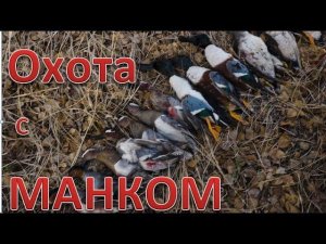 Охота на уток с МАНКОМ и махокрылом. Отличный результат. Duck hunting with MANK and flywing. 4K