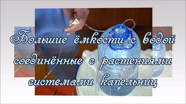 Полив комнатных растений в наше отсутствие  Что предпринять!?