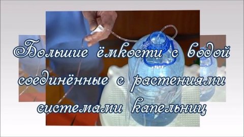 Полив комнатных растений в наше отсутствие Что предпринять!?