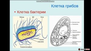 Биология. Урок №28 Особенности структуры и функции клеток бактерий, грибов, растений и животных.