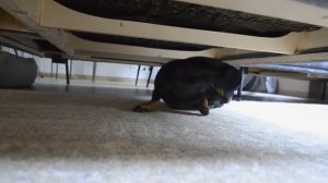 Miniature dachshund playing under the couch! / такса играет под диваном!