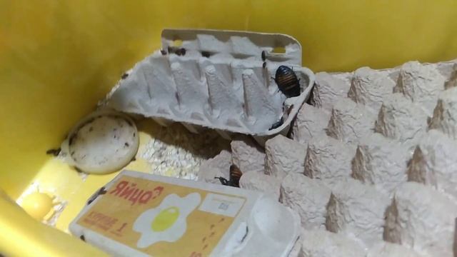 Мадагаскарские тараканы содержание