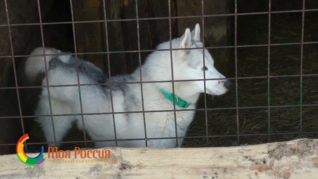 Экскурсия в питомник хаски "Dog Winter" из Саратова зимой от ТК "Моя Россия"