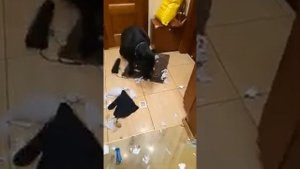 Умора! Собаку ругают!