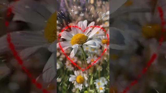 Ромашка белая
