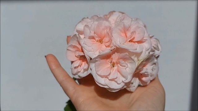 Обзор пеларгонии PAC Salmon Komtess. Выпуск от 05.08.21 смотреть онлайн