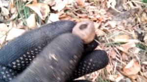 КОП по лесной дороге, minelab x terra 705 vs AKA Беркут 5 " Часть 1"