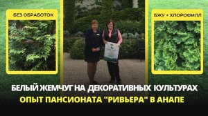 Как привести в порядок газоны хвойники и спасти розы при повреждении корневой системы