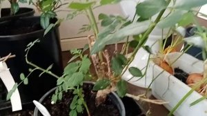 Важная разница между привитыми и корнесобственными розами