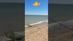 Его ловят мешками. Ейск и район. Страсти по пеленгасу. Станица Должанская.