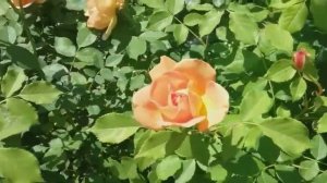 Роза, названная в честь девушки с острова Шалот.