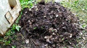 Делаю великолепный компост из опавших листьев!!!Выращивание тыкв и кабачков на компостной грядке!