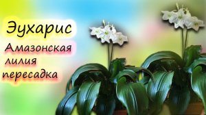 Грунт для антуриума пересадка Амазонской Лилии (Эухарис)