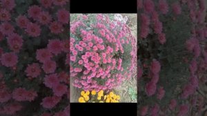 Мультифлора хризантема, моём саду
