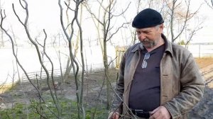 Ива козья – варианты обрезки