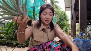 วิธีขยายพันธุ์ ทิลแลนด์เซีย (Tillandsia)  สับปะรดสีรากอากาศ  | Ivy ying sang