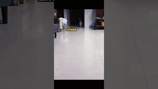 Супруге стало скучно, и решили по доставать меня. #приколыслюдьми#shorts#лайк#приколыслюдьми#семья