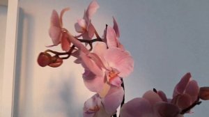 Орхидея Фаленопсис "Рим" 🌺🌺🌺 Phalaenopsis Orchid Rome