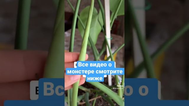 Уже 3 видео о моей монстере☺️ про обрезку смотрите ниже #монстера #уход #размножение #пересадка