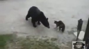 Схватка: кот против медведя.
