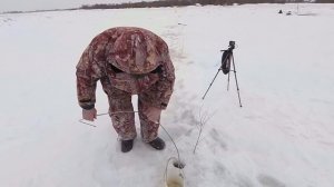 Как поймать налима на Оке. Ловля налима донками на живца - Рыбалка со stigan'ом