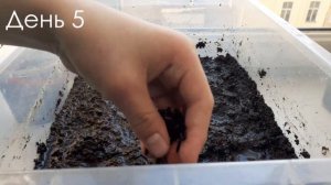 Как правильно вырастить рис дома. Делаю небольшую экосистему.