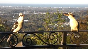 Kookaburra call (Two Laughing Kookaburra Laughing) SO LOUD!