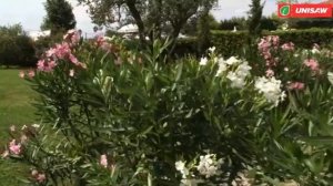 Садовый райдер Oleo-Mac