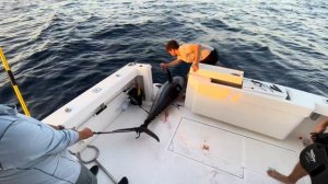 ТУНЕЦ 2 Метра и 150 кг . Турецкая Рыбалка