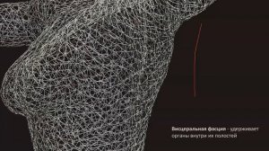 Фансун (放松): фасциальное натяжение в тайцзицюань, илицюань и цигун