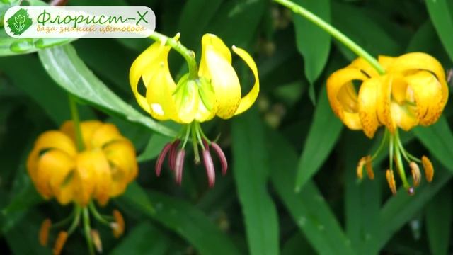 ? Уход за лилиями в саду: полив и подкормка лилий, трудности смотреть онлайн