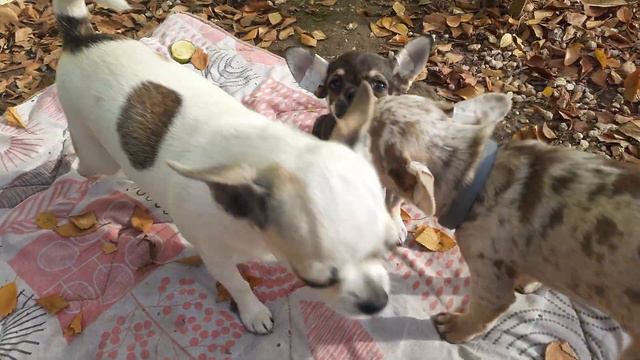 щенки после ревакцинации Дерикун и Хюррем,домашний питомник собак чихуахуа КастропулоКрымСимферопол смотреть онлайн